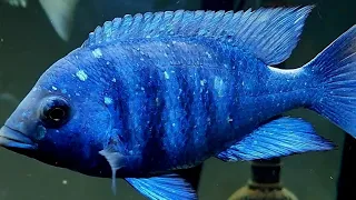 THIS  COULD  SAVE  THE LIVES OF YOUR FISH #fish #beautiful #africancichlids #howtoo #love