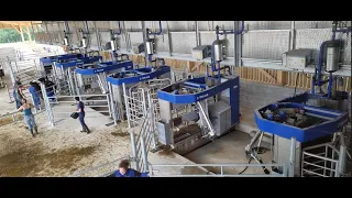 Mise en route de 6 robots de traite VMS V310 en système Batch Milking