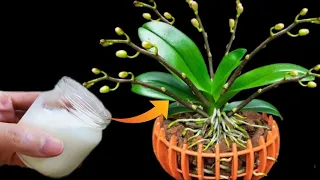 Only with this magical water! Instantly revive any orchid and bloom immediately!!!