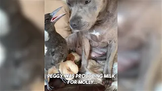 The Peggy And Molly Story