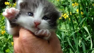 Cute Meowing Kittens: Open Eyes in Summer Paradise