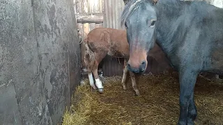 Перелом ноги у жеребёнка . Лечение перелома ноги у жеребёнка