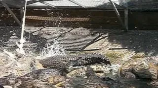Feeding The Baby Crocodiles At The Crocodile Park