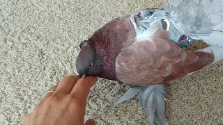 Does Your Pigeon do This?