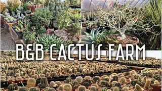 B & B Cactus Farm | Tucson, AZ | Epic 1,000 subscriber celebratory shopping trip ft. rare plants
