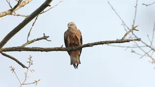 Schwarzmilan (Milvus migrans) und Star (Sturnus vulgaris)