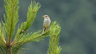 ウグイス（Japanese Bush Warbler）／撮影地：サントリー天然水の森 近江｜39秒　サントリーの愛鳥活動