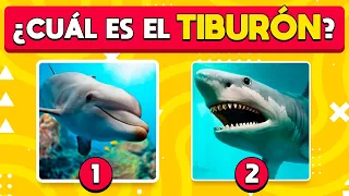 Adivina el Animal Correcto 🤔🧠🧐 | ¿Qué Animal es? | DiverTrivia ✅