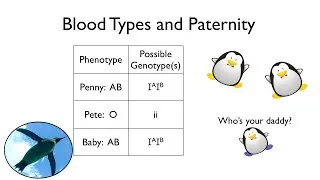 Blood Types and Paternity