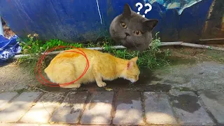 Rescue Cat from a Dog Attack at the Last Moment||   #cat rescue #rescue kitten #kittens