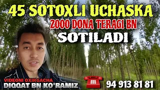 💥 SAYXUNOBOD TUMANIDA 45 SOTOXLI UCHASTKA SOTILADI 2 MING DONA TERAGI BN ☎️+998949138181