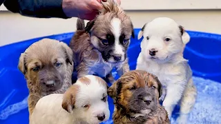 Giving My 5-Week-Old Rescue Puppies A Flea Bath!