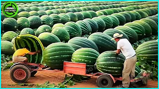 The Most Modern Agriculture Machines That Are At Another Level,How To Harvest Watermelons In Farm▶12