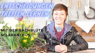 Entscheidungen treffen lernen   Bachblüte Scleranthus