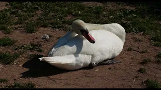 wildlife ducks at pentwyn lake