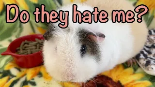 Does my guinea pig hate me?