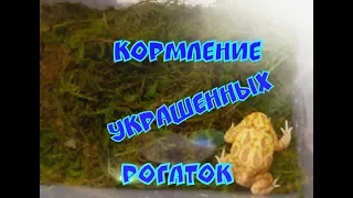 Кормление украшенных рогаток