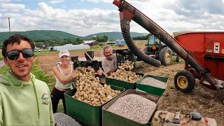 Planting Potatoes Can Be Complicated