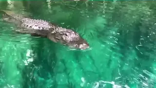 Florida Woman On Paddleboard Has Frightful, Up-Close Encounter With Alligator In Silver River