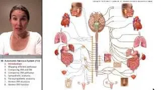 Autonomic Nervous System 1- Intro