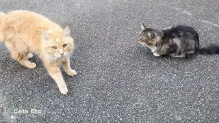 Cats Curious About the Camera Getting Close Up Shots