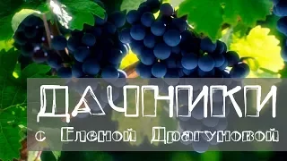 Дачники. Виноград. Как вырастить виноград в Сибири