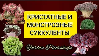 Кристатные и монстрозные суккуленты.