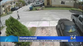 Two Dogs Attack Woman & Her Husky In Homestead Neighborhood