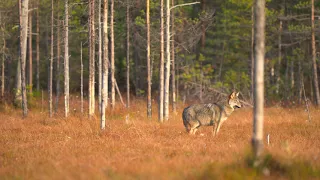 Wolves walk in the beautiful autumn landscape and light in Kuhmo, Finland. 4K HDR