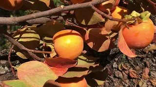 Cennet hurması hasadı / Persimmon harvesting / Уборки урожая хурмы