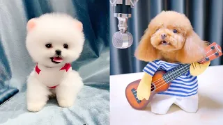 Cute and Funny Pomeranian Videos 93 #Shorts