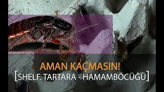 AMAN KAÇMASIN! Hamam Böceği Bakımı :)