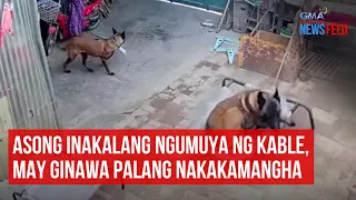 Asong inakalang ngumuya ng kable, may ginawa palang nakakamangha | GMA Integrated Newsfeed