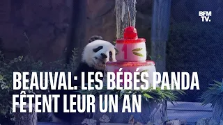 Les jumelles panda du Zoo de Beauval, Huanlili et Yuandudu, fêtent leur premier anniversaire