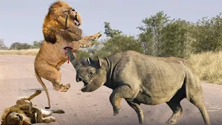 Rhinos Use Horns To Gouge The Lion's Stomach, Rhinos Turn Lions Into Jokes