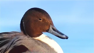 Шилохвость. Утки Беларуси. Northern pintail.