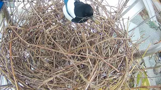 220328 magpie nesting elsewhere, still defending this nest