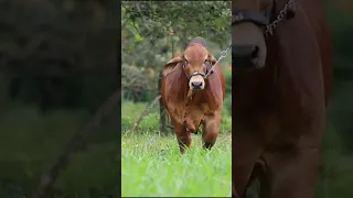 🔴 RED BRAHMAN CATTLE ✅ Biggest Bulls And Cow