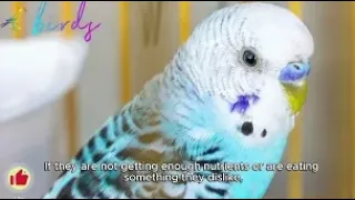 why budgie flaps wings in cage?