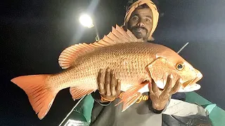 Catching Eel Fish, Mangrove Jack & Grouper Fish in the Deep Sea