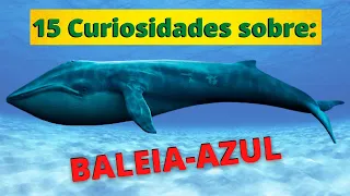 A GIGANTE BALEIA-AZUL! MUITOS SEGREDOS REVELADOS SOBRE ESSE FANTÁSTICO ANIMAL DOS OCEANOS!
