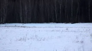 Рыжая лиса мышкует на поле, ныряя в снег ловит мышей