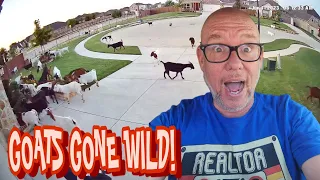 Goats On The Loose In McKinney Texas!!!