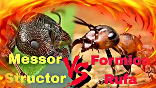 Битва Муравьёв: Messor Structor VS Formica Rufa | Муравьиная Ферма, Ant battle