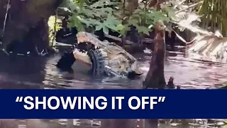 Alligator eating alligator shocks Florida paddleboarder