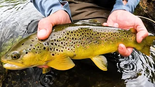 The BEST Fly Fishing in the East - West Branch Delaware River