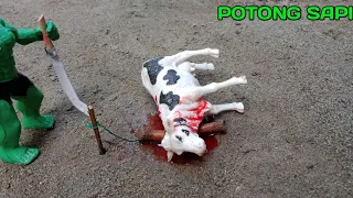 POTONG SAPI QURBAN IDUL ADHA | SIMULASI POTONG SAPI