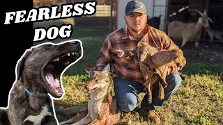 Fearless Livestock Guardian Dog Saves Baby Goats From A WILD COYOTE ATTACK!