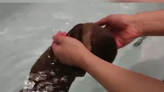 baby otter swim for the first time