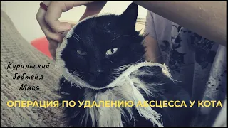 Операция по удалению абсцесса у кота, кот под наркозом, cat abscess treatment